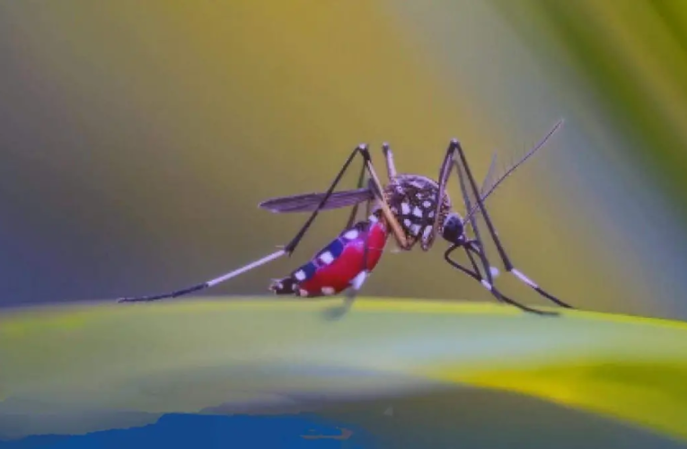 Chihuahua se mantiene entre los estados con menor incidencia de dengue en México