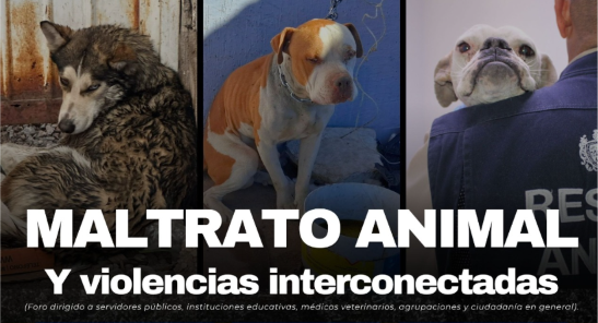 Invitan al foro “Maltrato Animal y Violencias Interconectadas” en Chihuahua