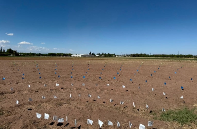 UACH instala parcela experimental para definir densidad óptima de plantación de sotol