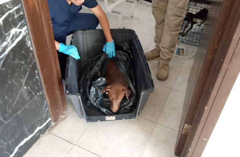 Policía Municipal detiene a hombre por presunto maltrato animal en Chihuahua