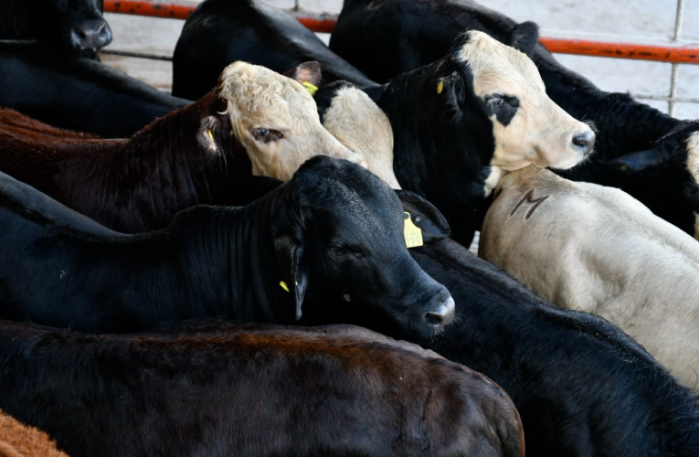 Chihuahua reanuda exportación de ganado a Estados Unidos por San Jerónimo
